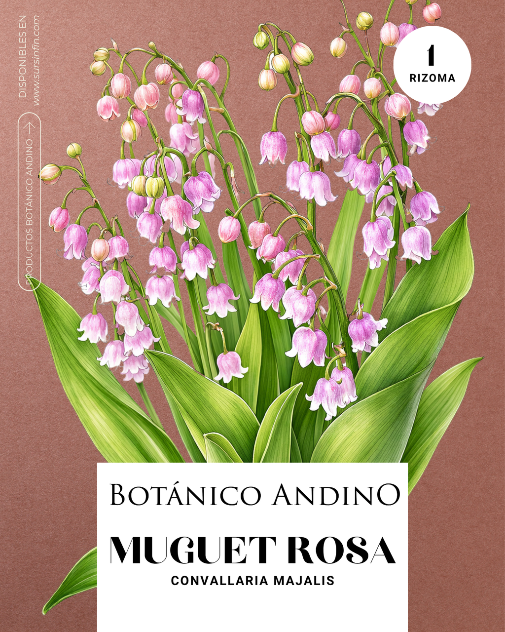 Muguet rosado