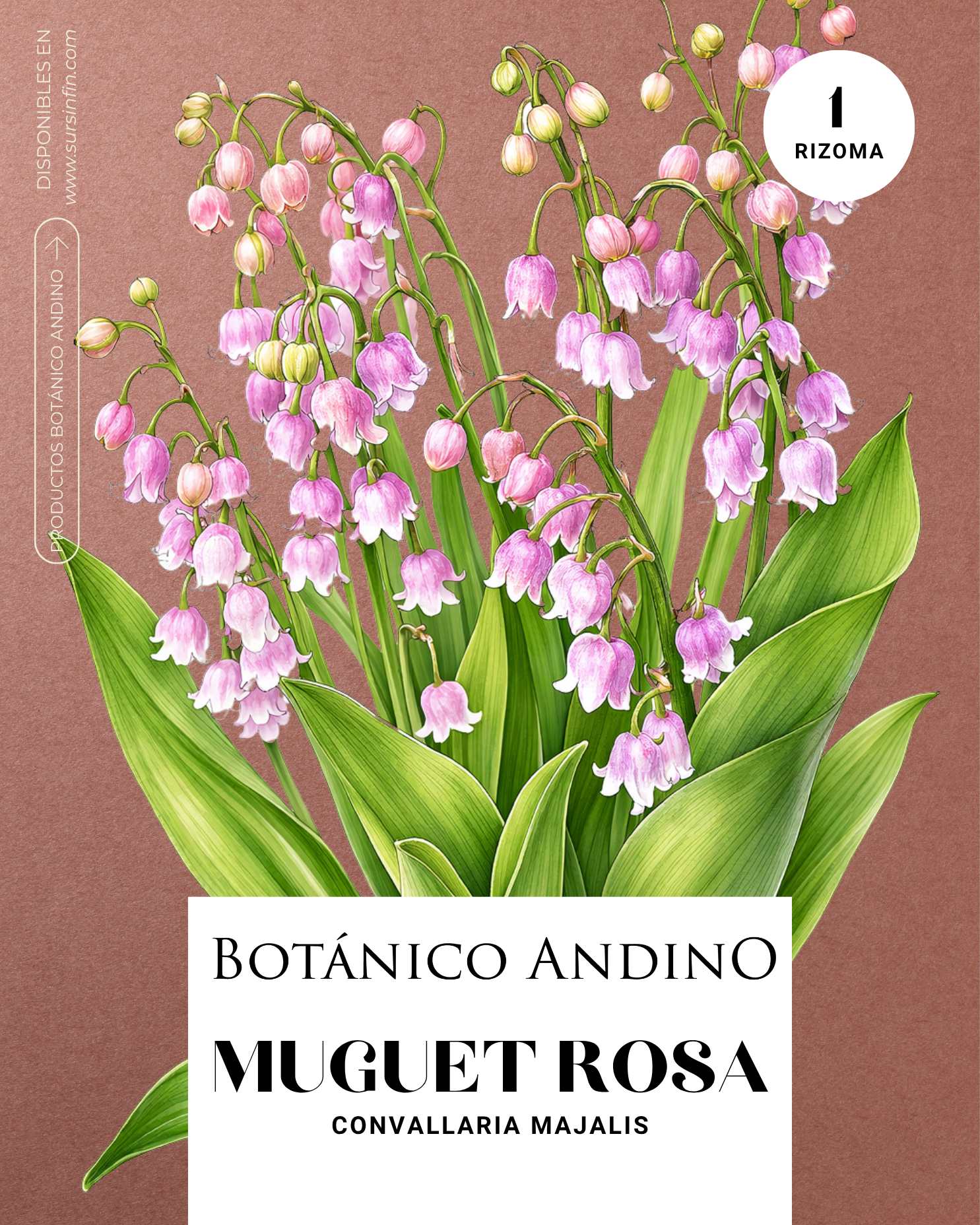 Muguet rosado