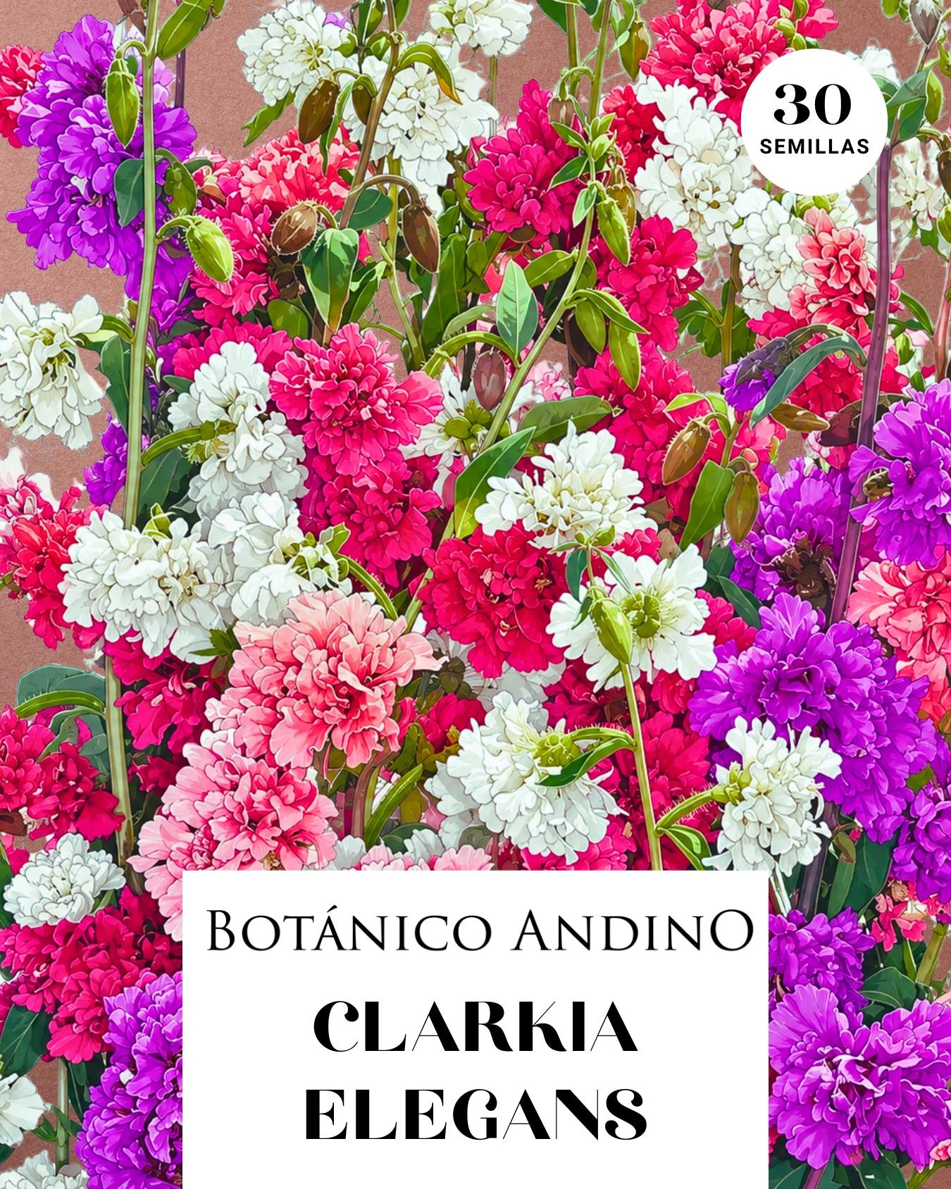 Clarkia elegans