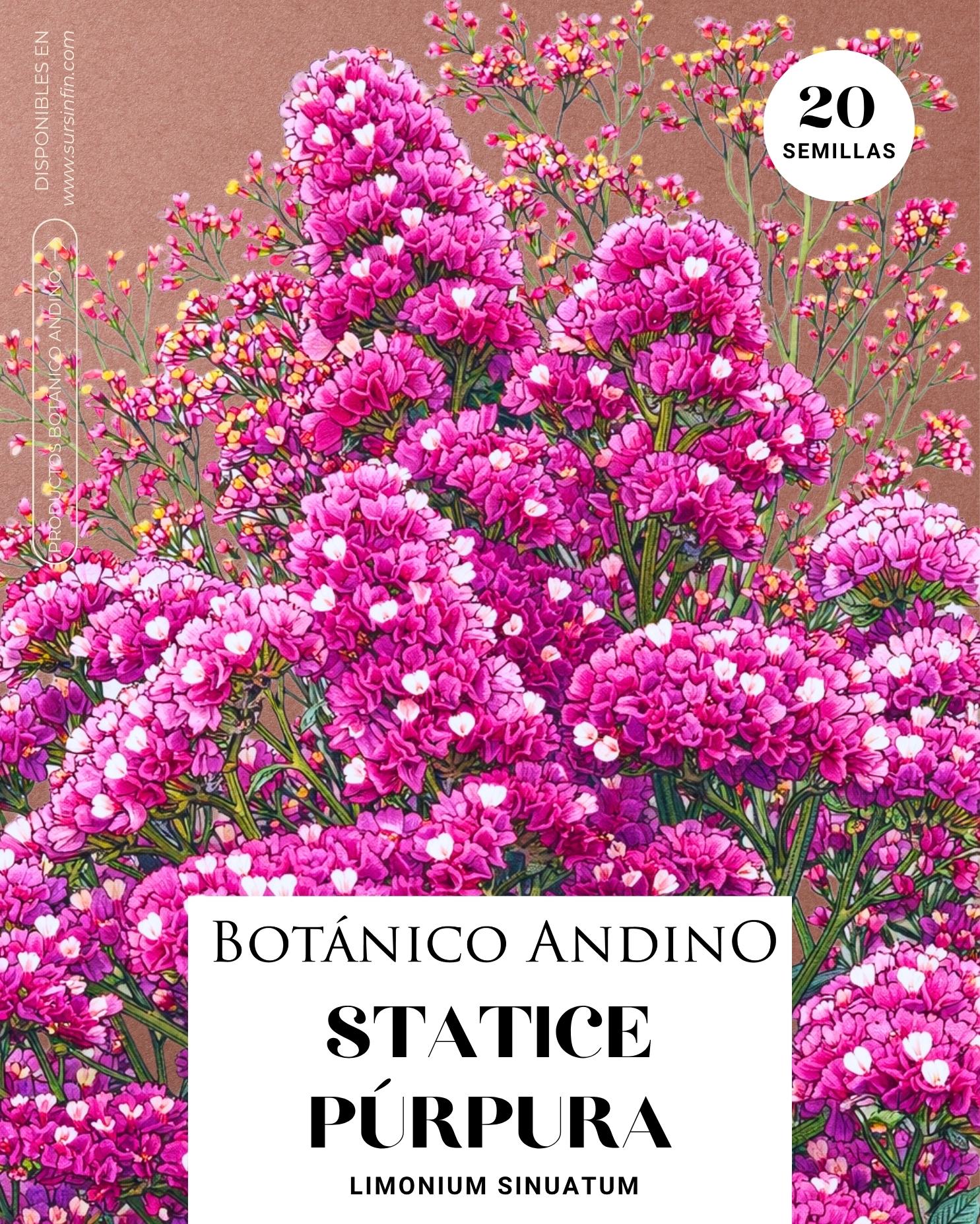 Statice púrpura