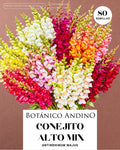 Conejito Alto - bianual