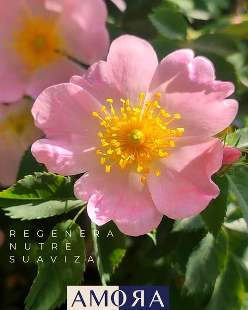 Aceite Rosa Mosqueta