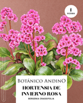 Hortensia de Invierno