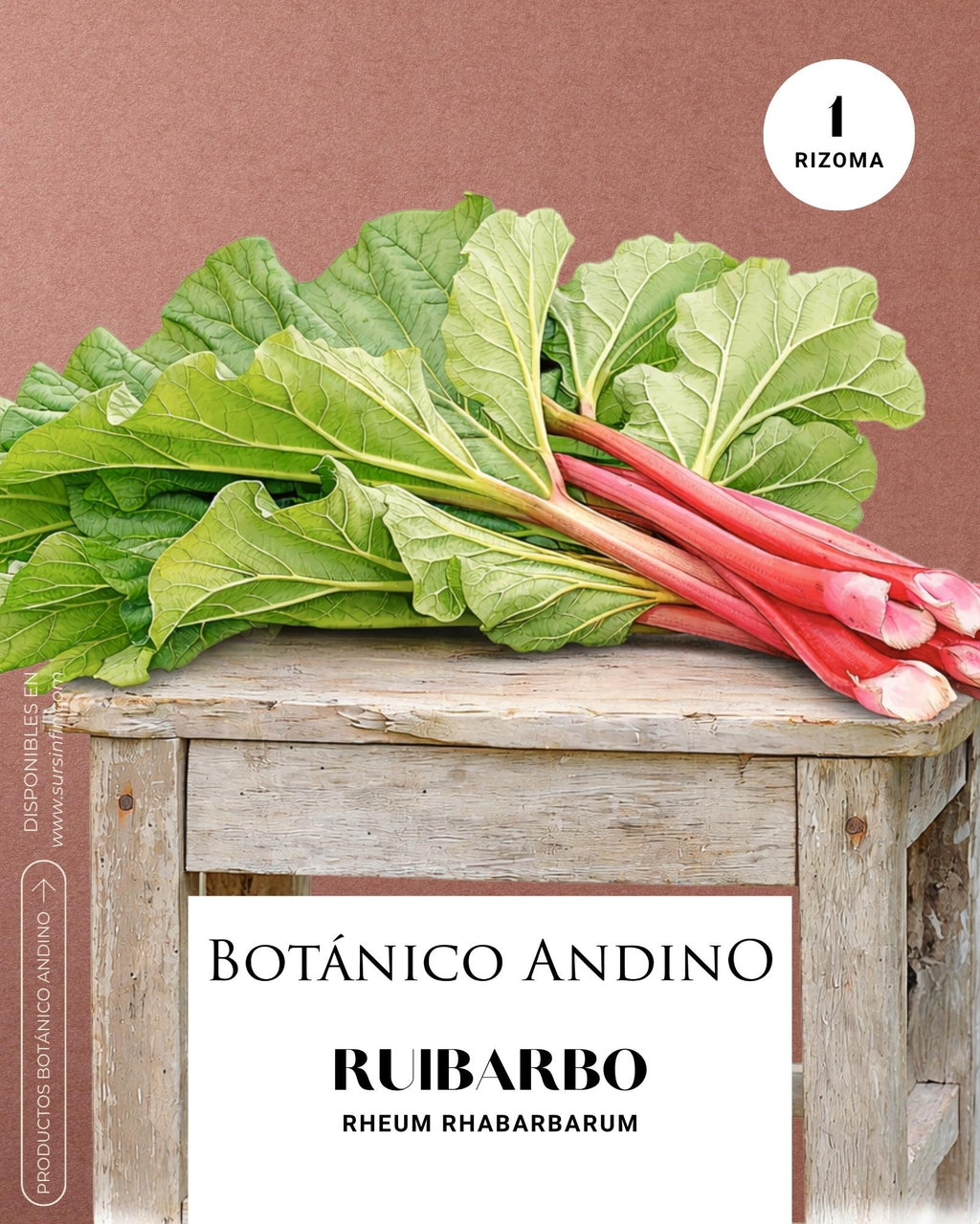 Ruibarbo x 1 Rizoma