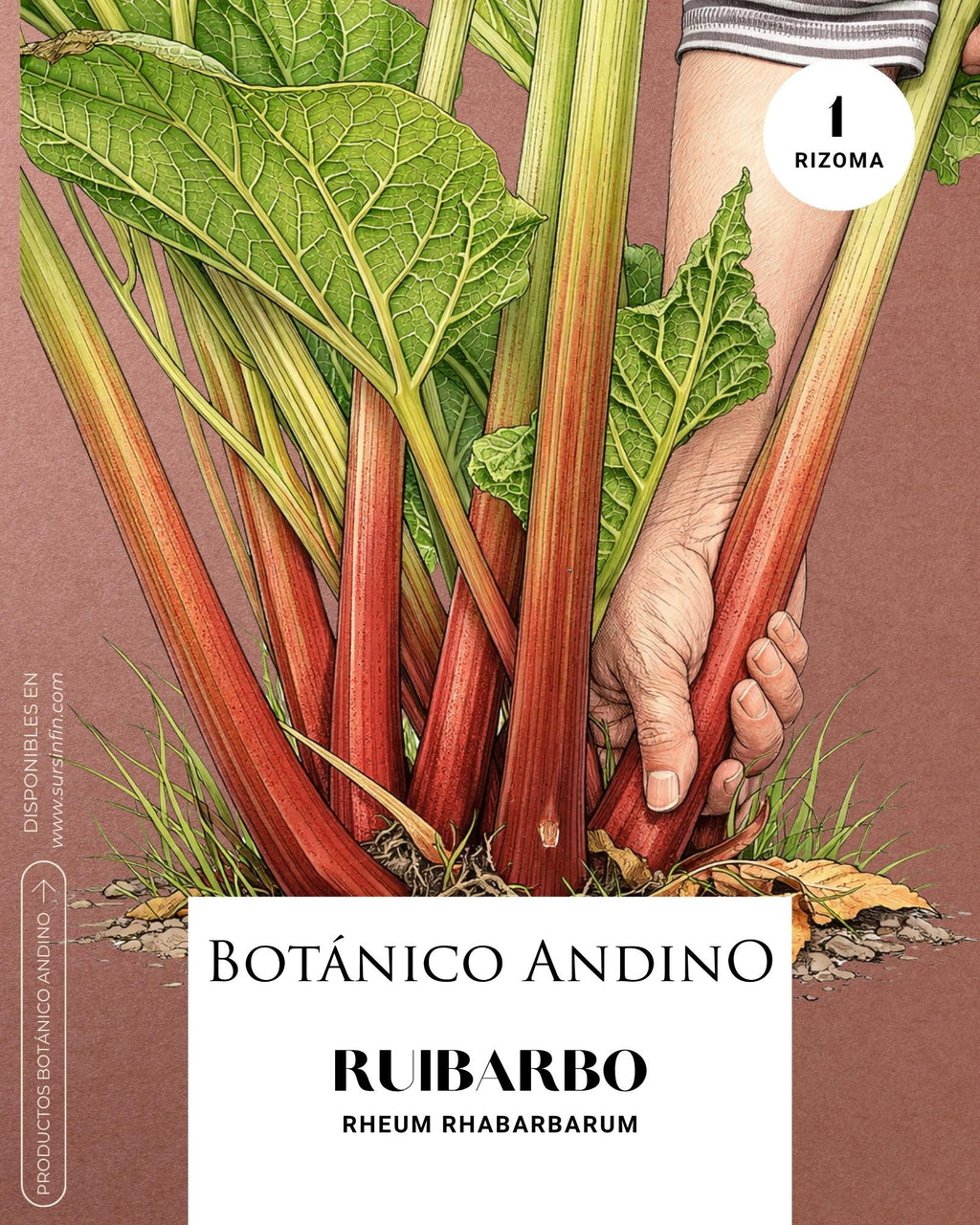 Ruibarbo x 1 Rizoma