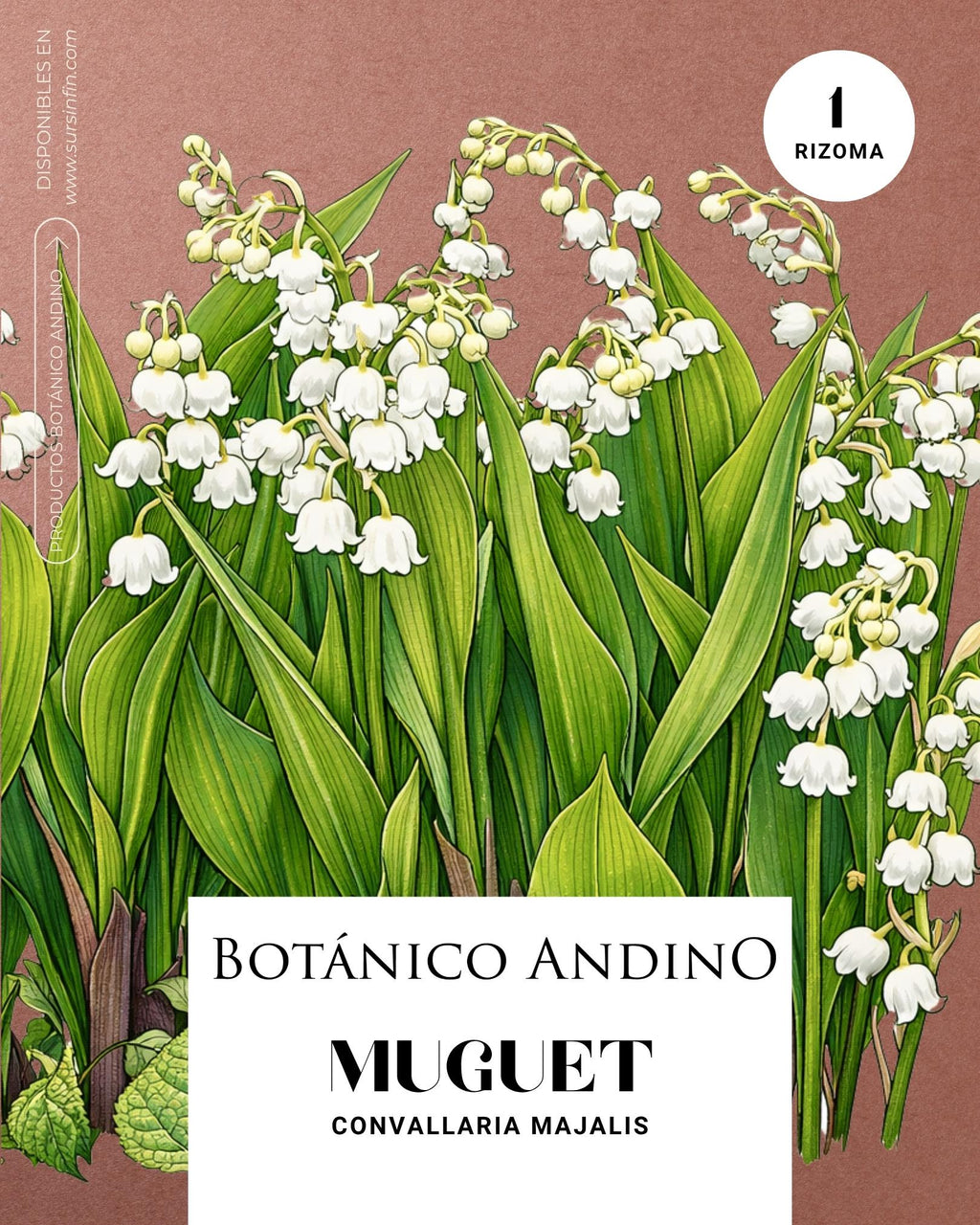 Muguet x 1 Rizoma