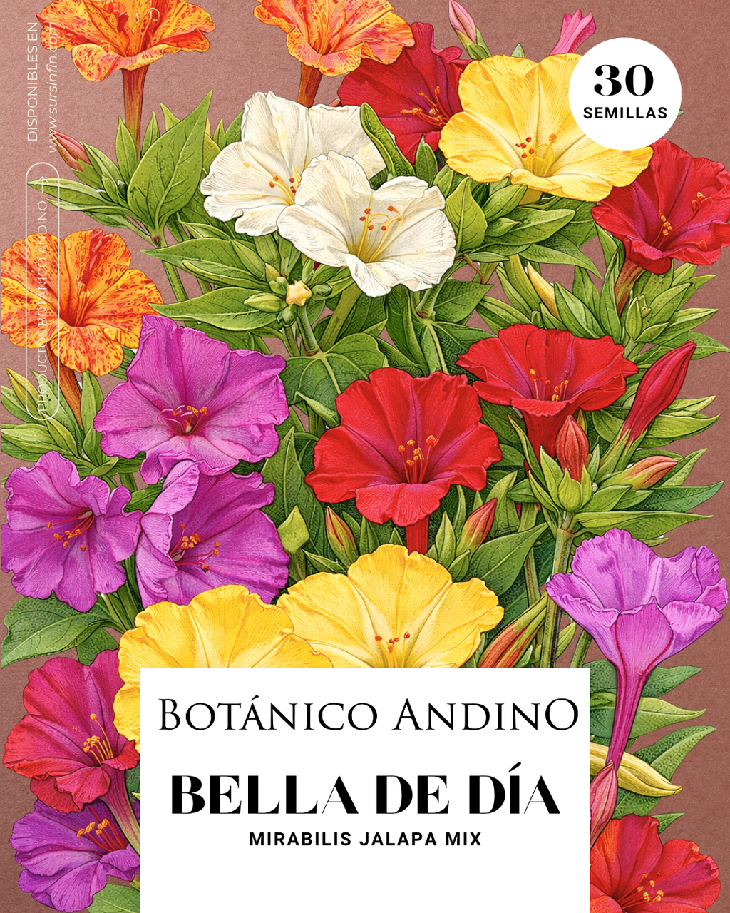 Bella de día multicolor