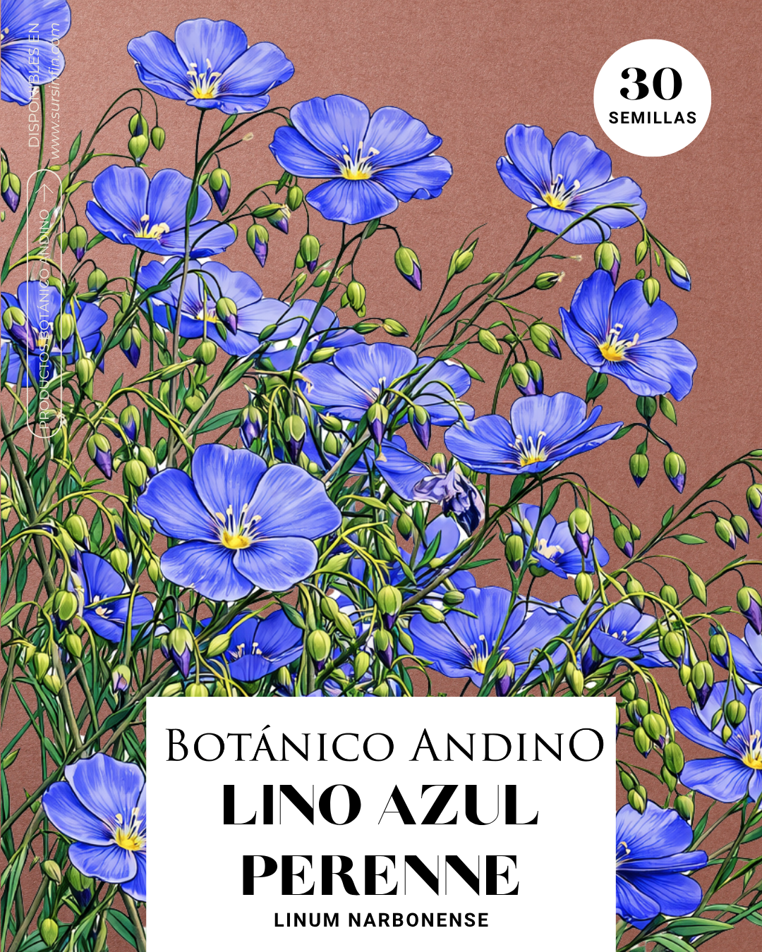 Lino azul perenne