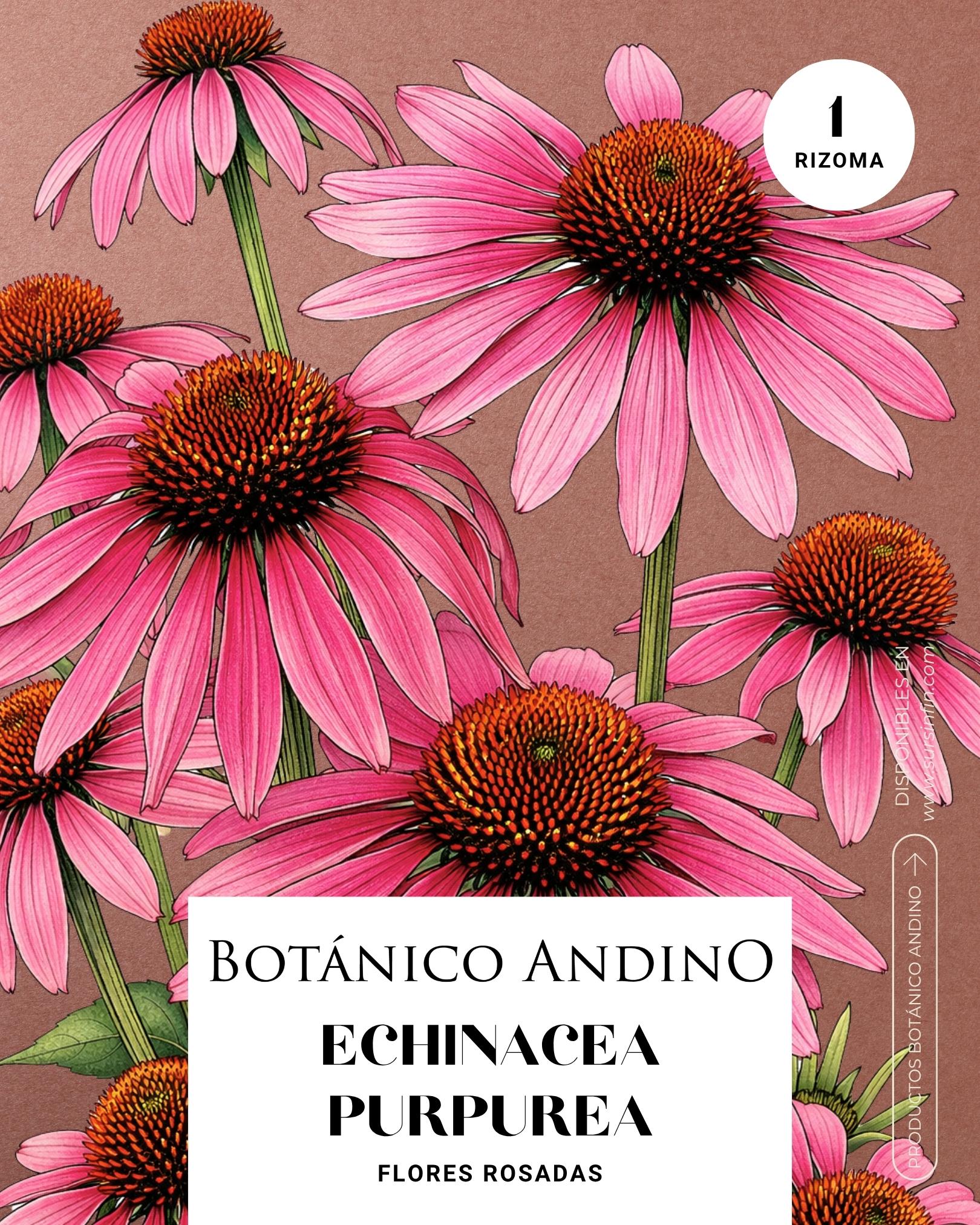 Echinacea purpurea