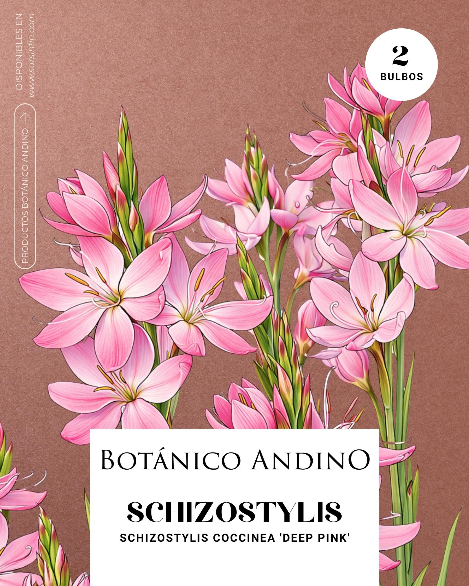 Schizoztylis rosado