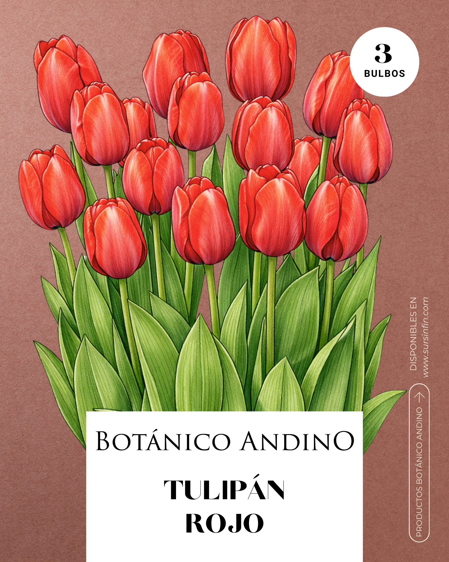 Tulipán rojo