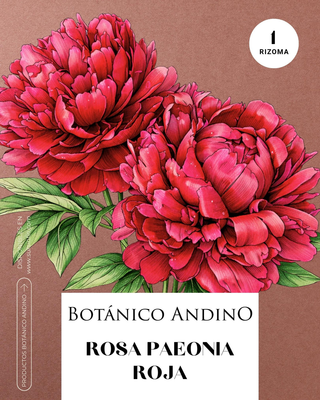 Rosa Paeonia roja