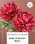 Rosa Paeonia roja