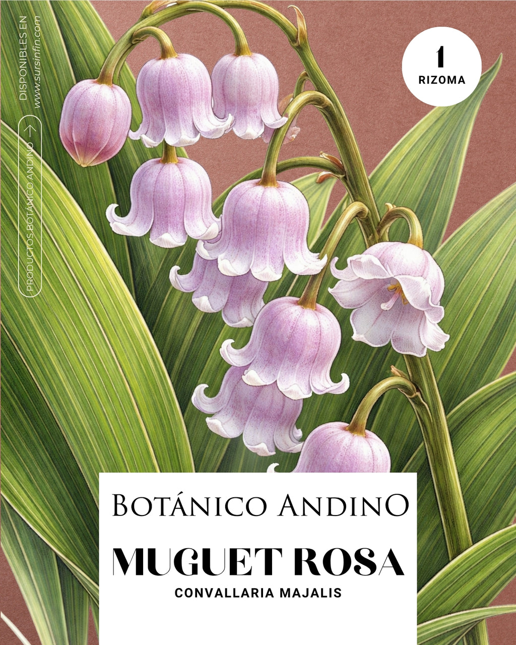 Muguet rosado