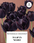 Tulipán negro