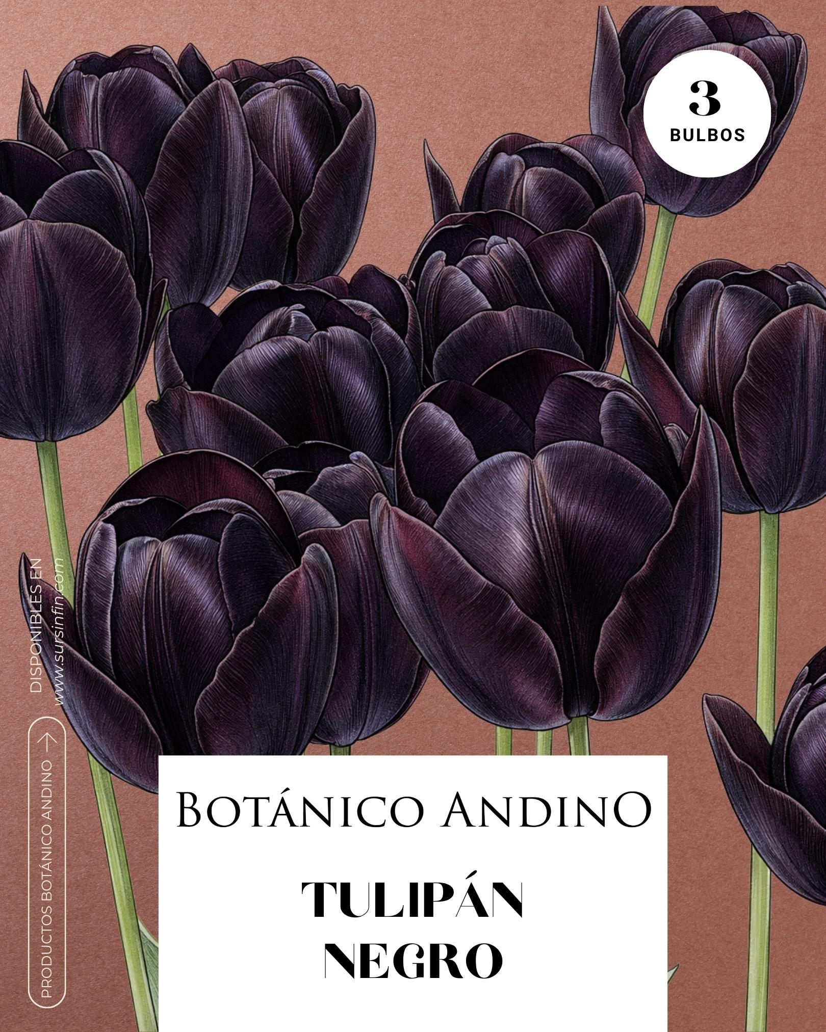 Tulipán negro