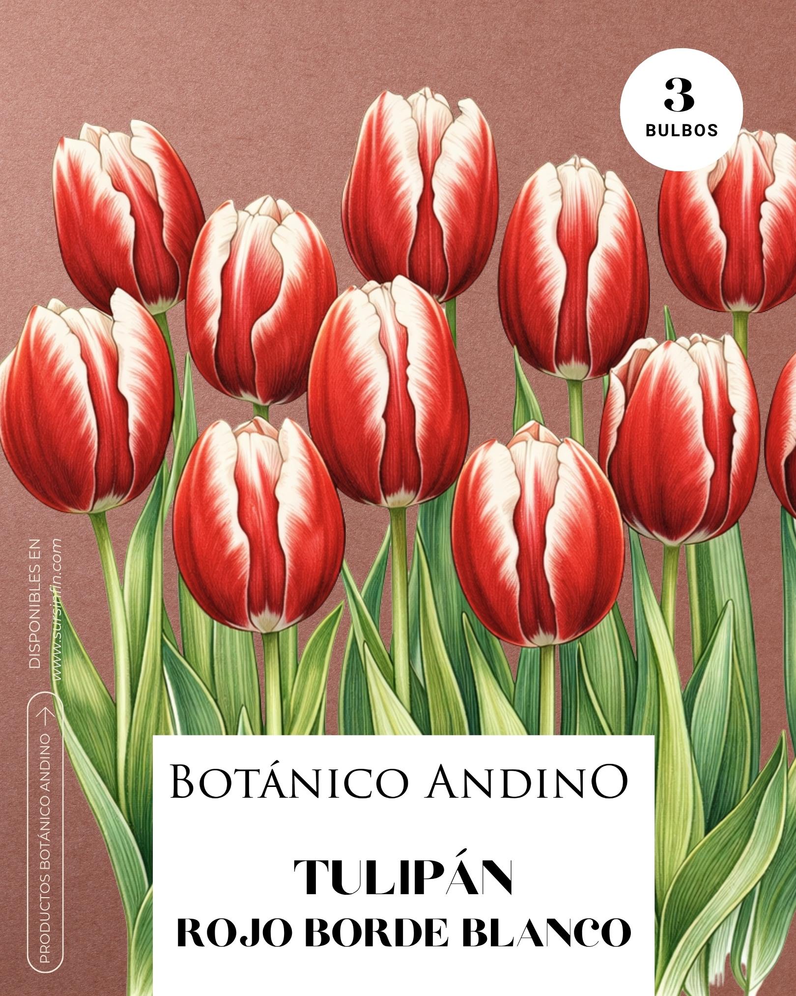 Tulipán Rojo borde blanco