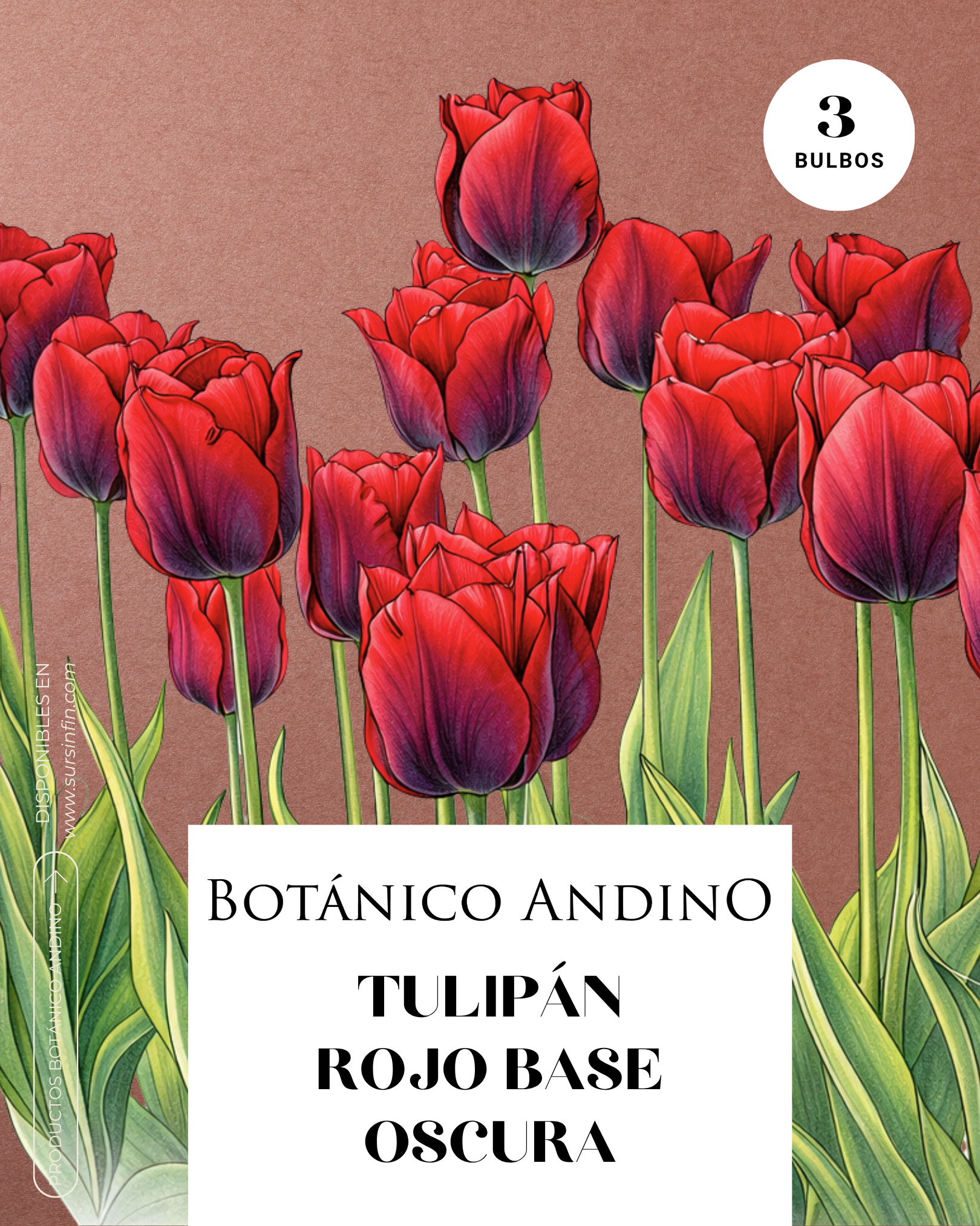 Tulipán rojo tersiopelo base oscura