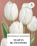Tulipán Blanco