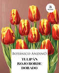 Tulipán Rojo con borde amarillo