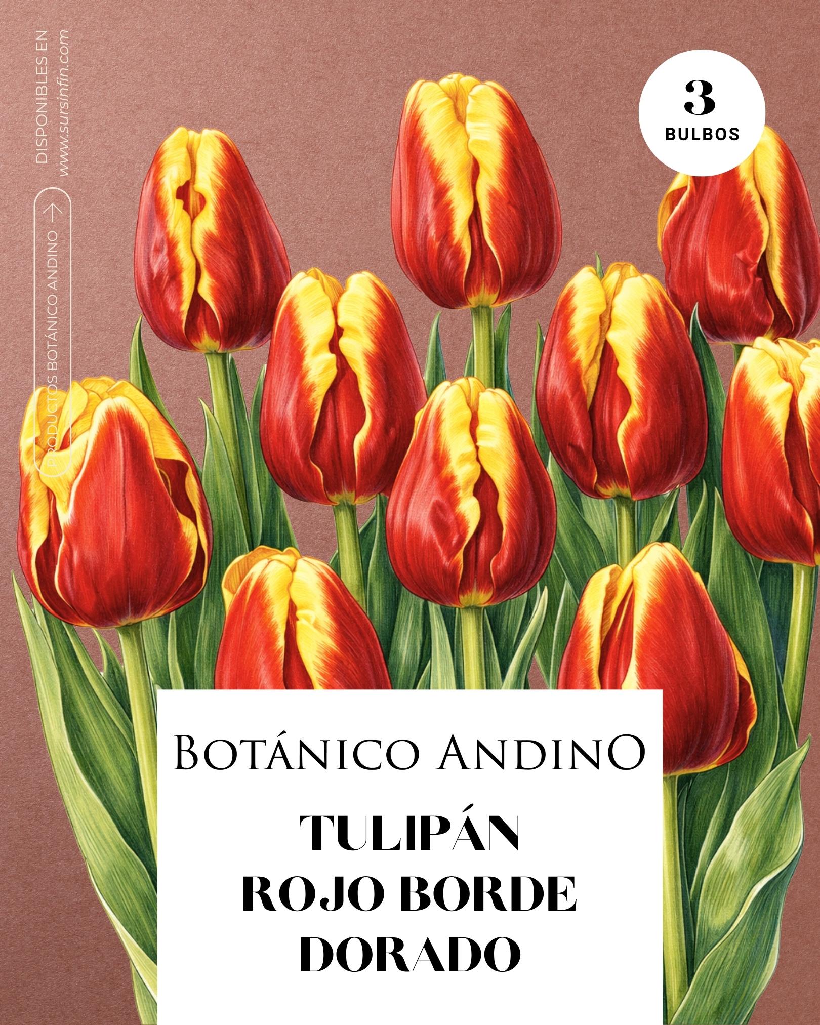 Tulipán Rojo con borde amarillo