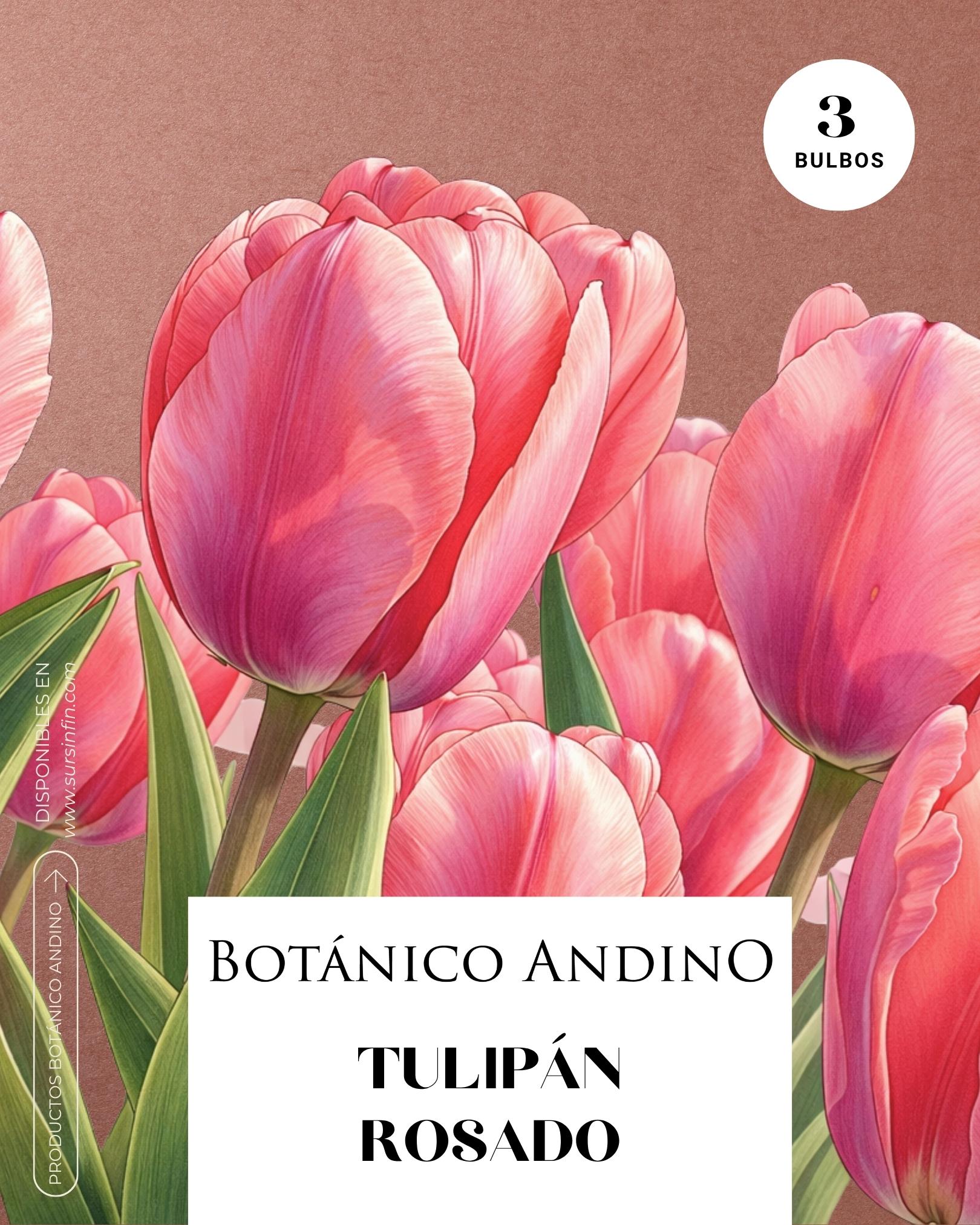 Tulipán Rosado