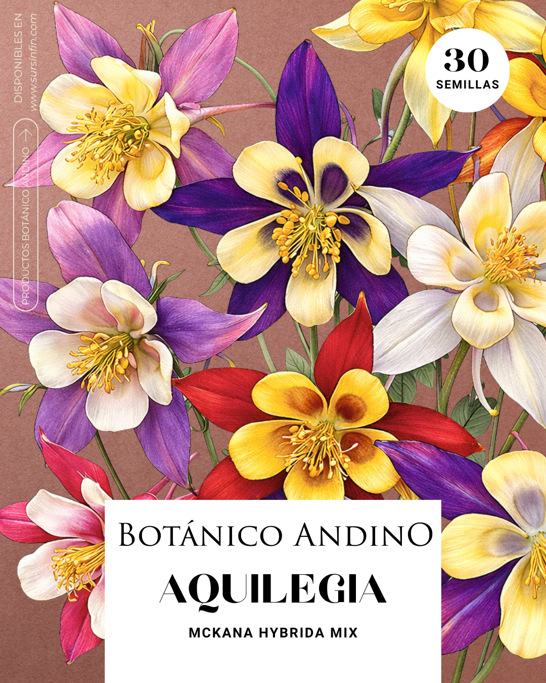 Aquilegia Híbrida mix