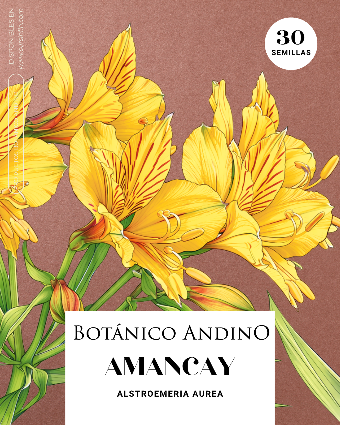 Amancay