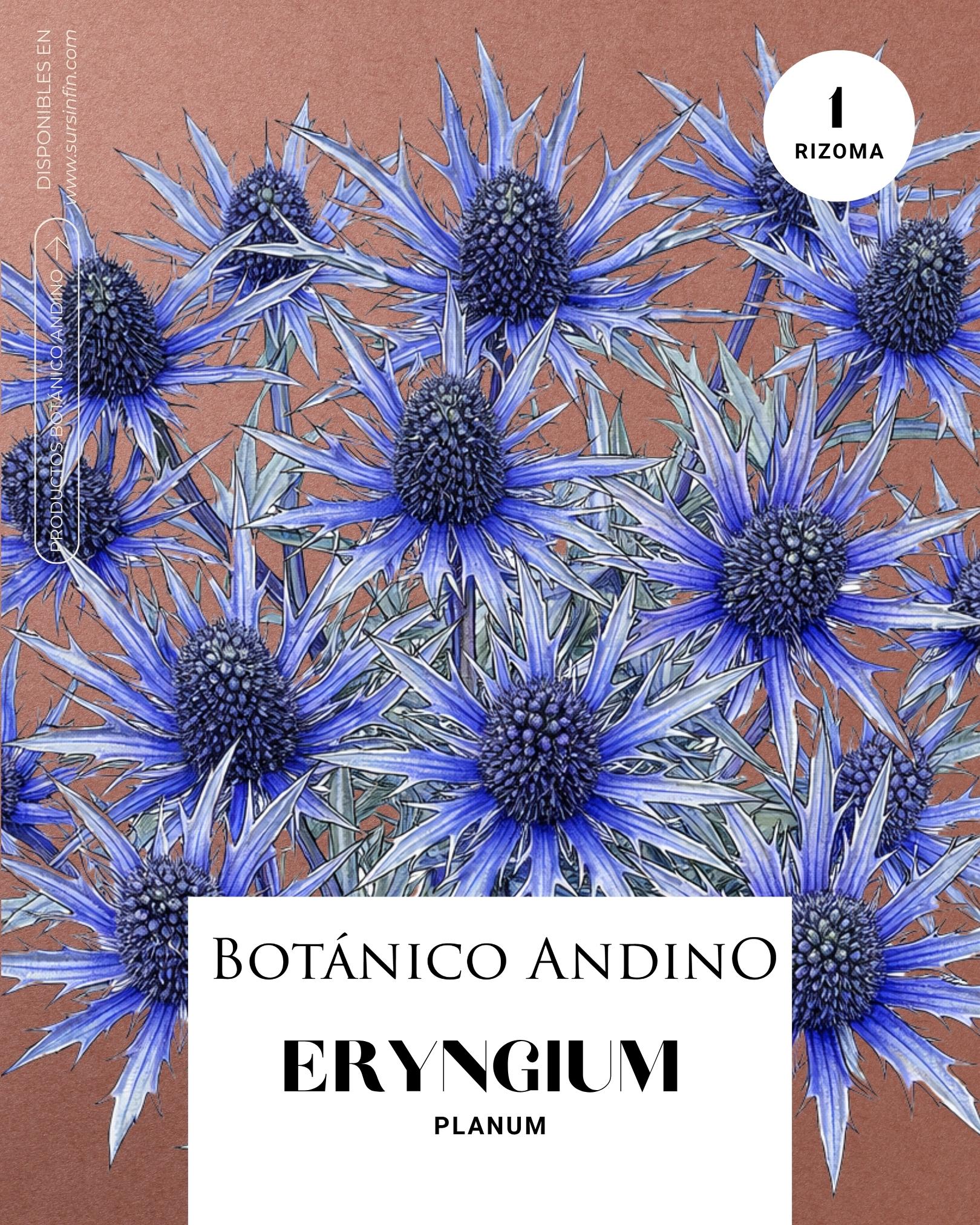 Eryngium alpino x 1 rizoma