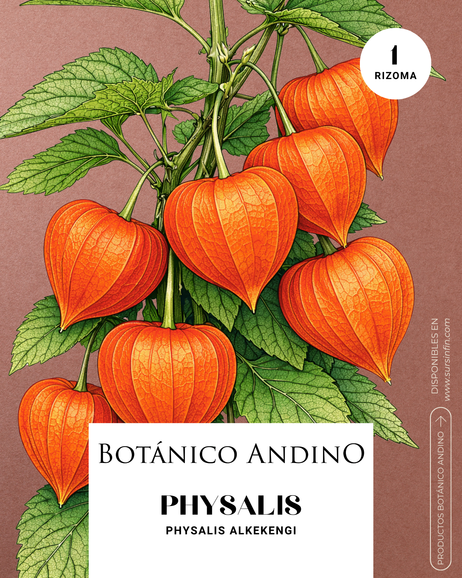 Physalis alkekengi naranja