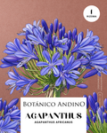 Agapanthus Azul