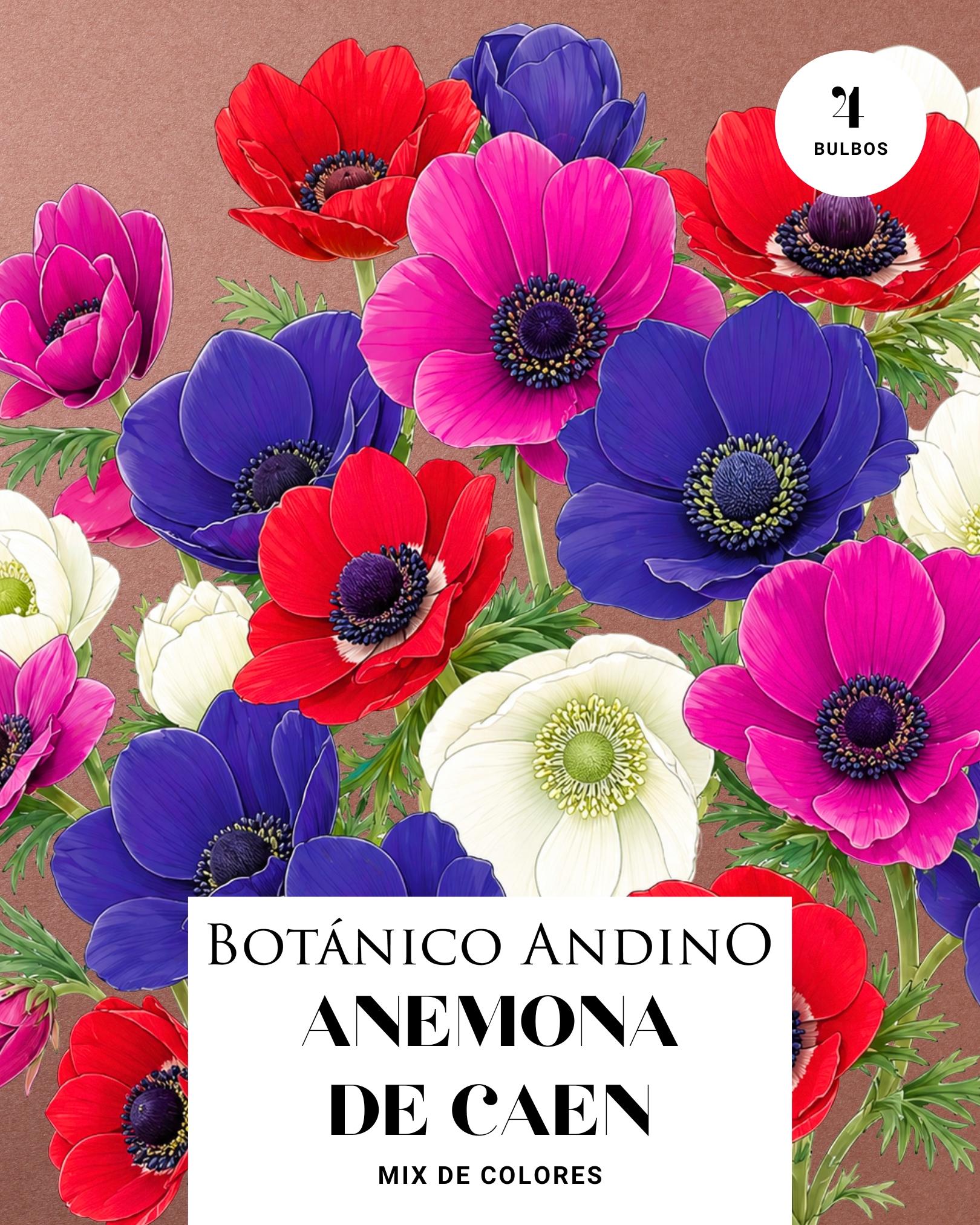 Anemona de caen mix (4 Bulbos)