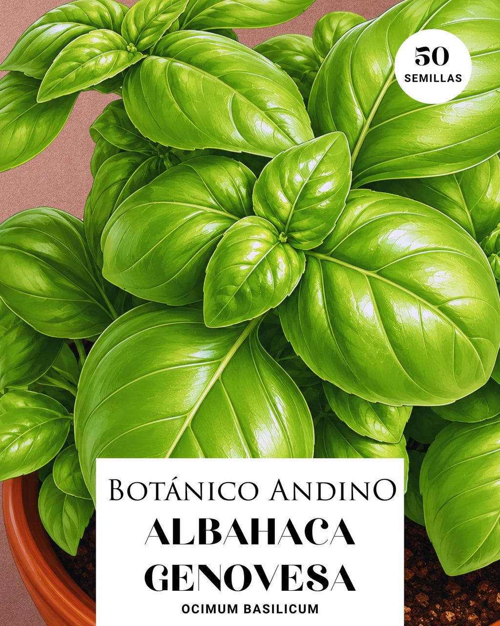 Albahaca Genovesa