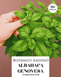 Albahaca Genovesa