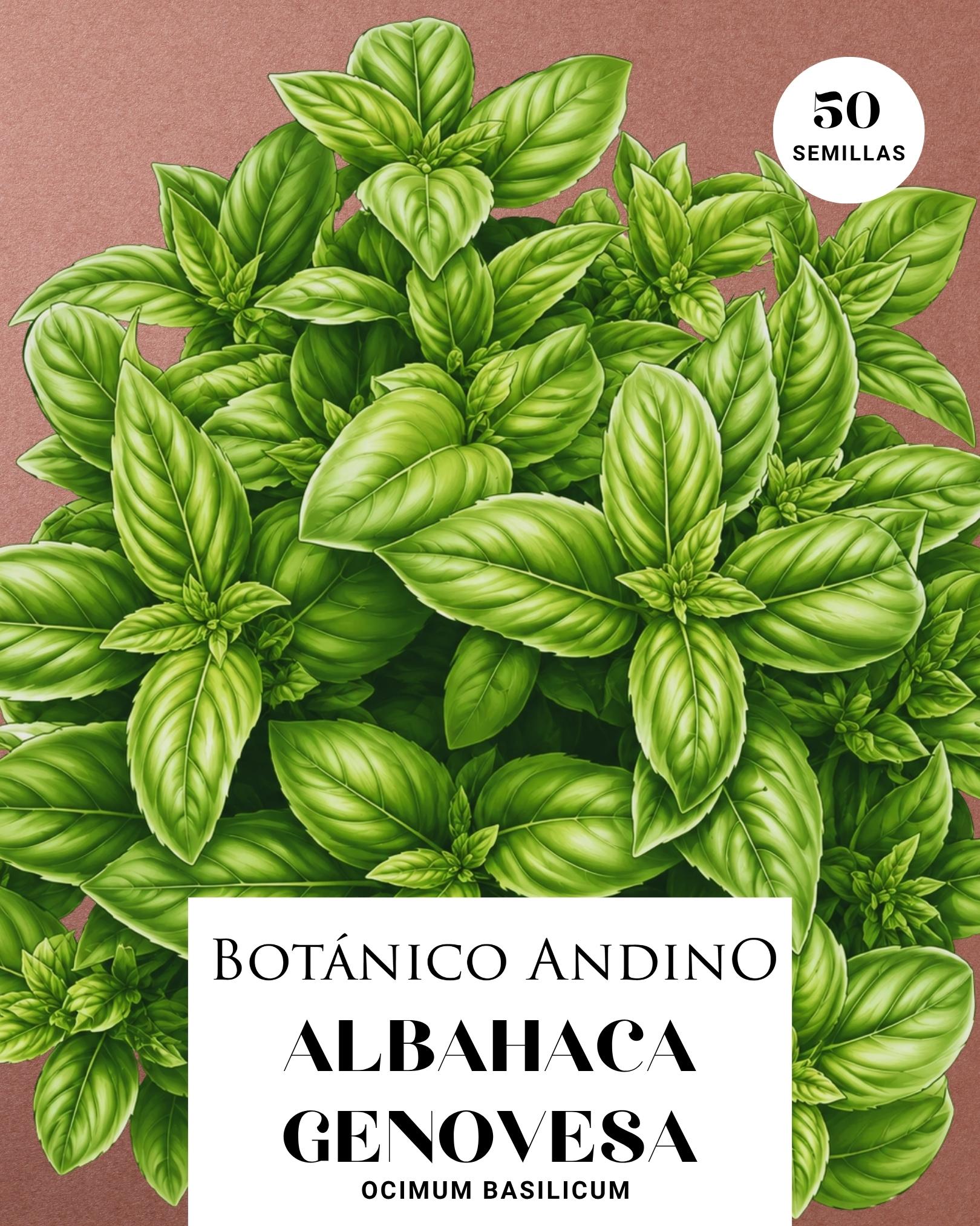 Albahaca Genovesa