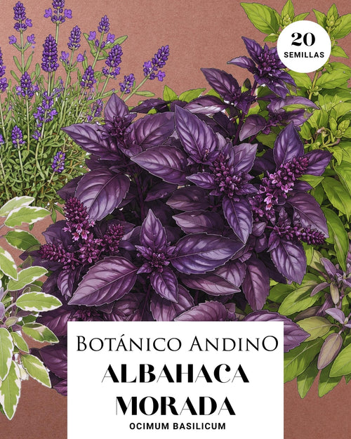 Albahaca Morada