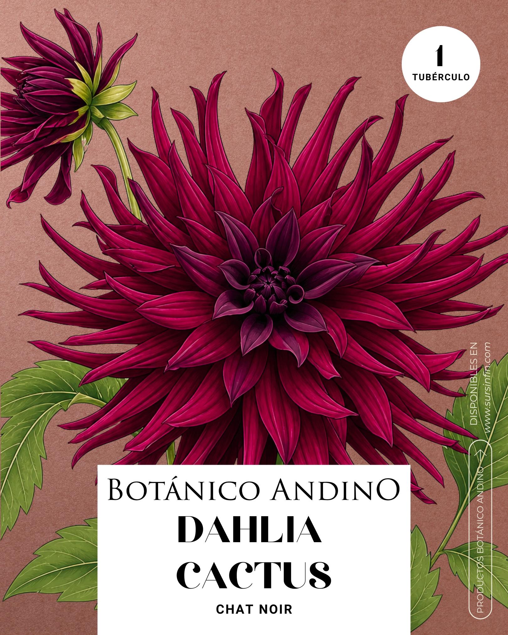 Dahlia Cactus | CHAT NOIR (1 tubérculo)