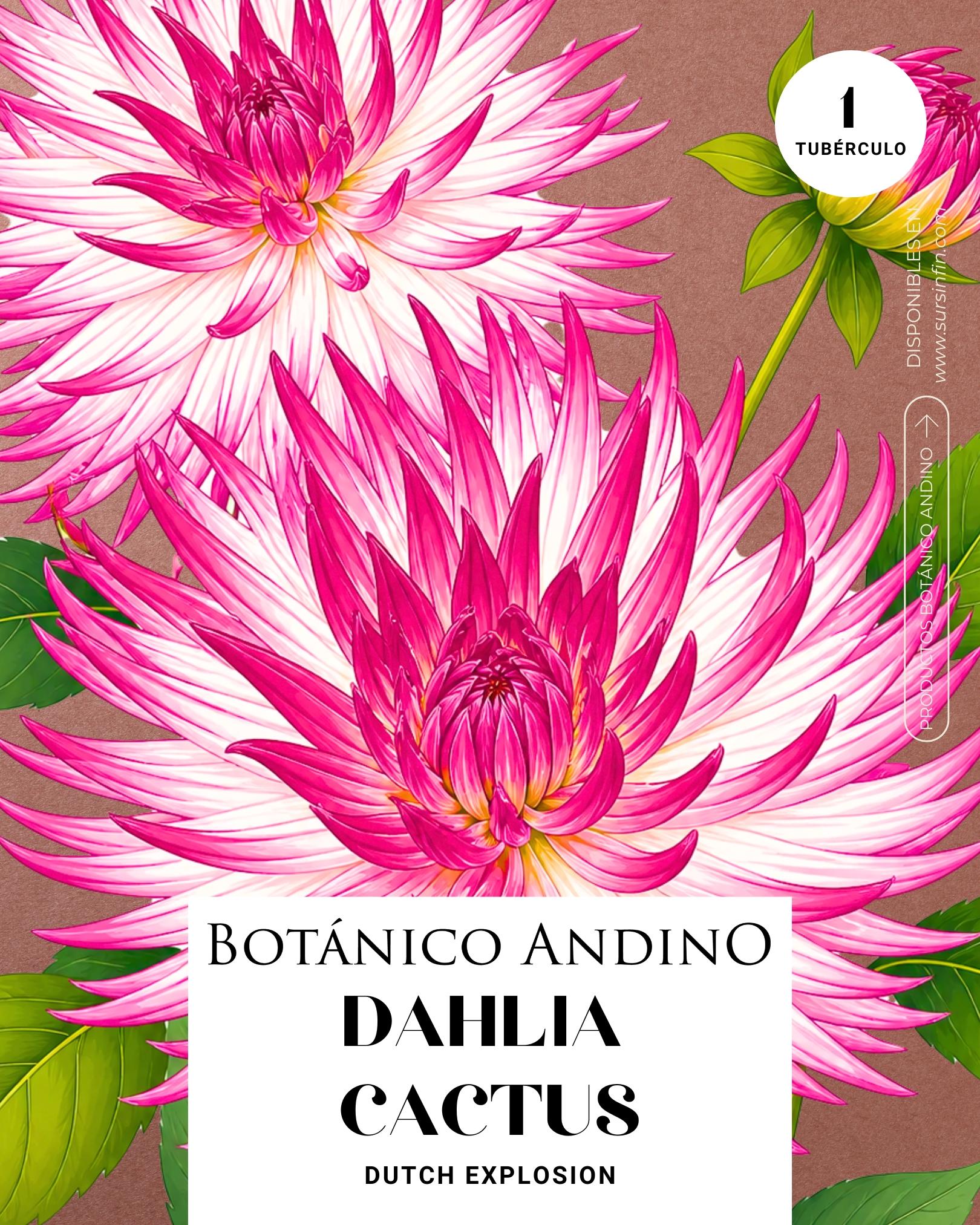 Dahlia Cactus | DUCH EXPLOSION (1 tubérculo)