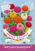 Zinnia lilliput pom pom