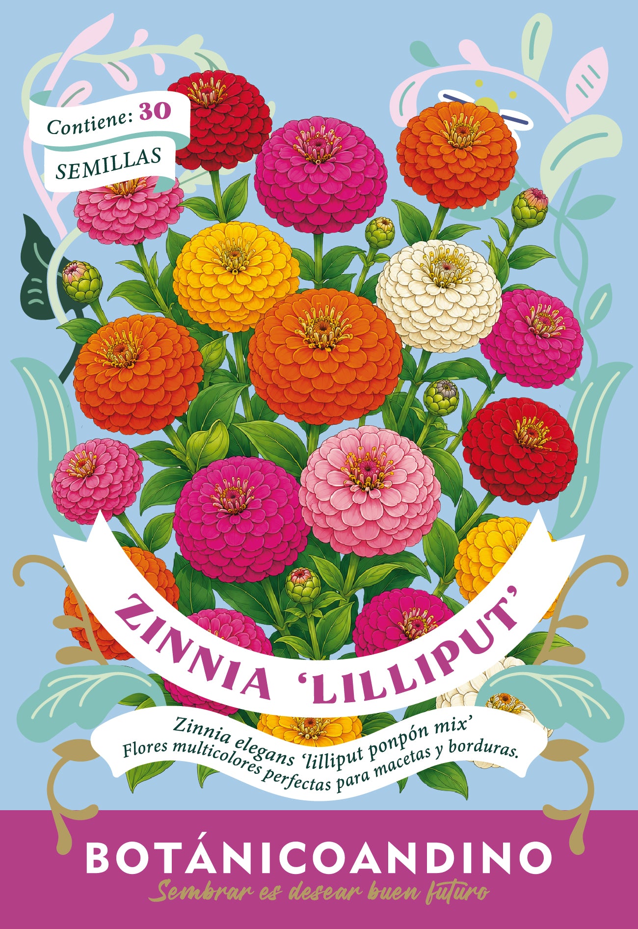 Zinnia lilliput pom pom