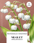 Muguet x 1 Rizoma