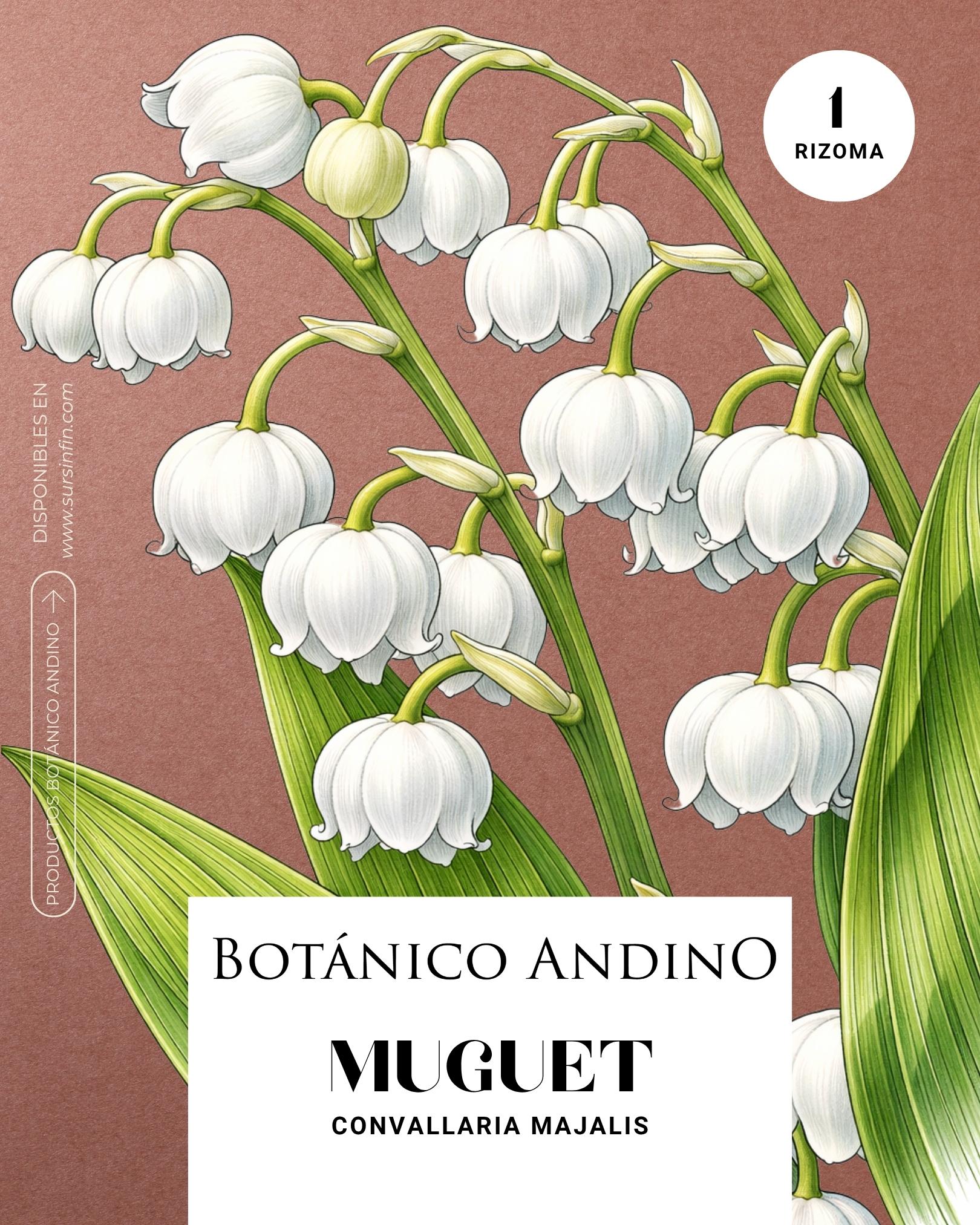 Muguet x 1 Rizoma