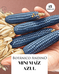 Maíz azul mini