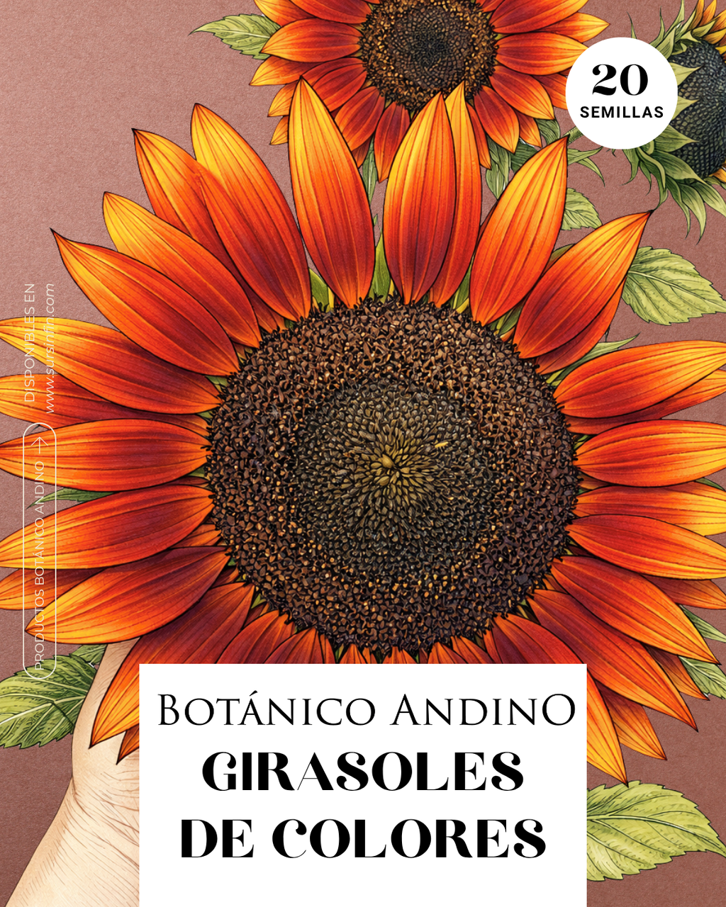 Girasol gigante de colores