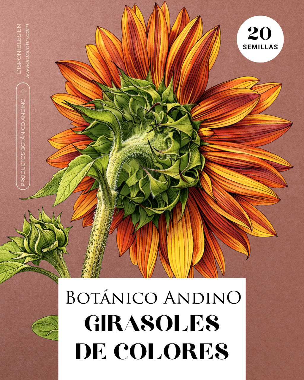 Girasol gigante de colores