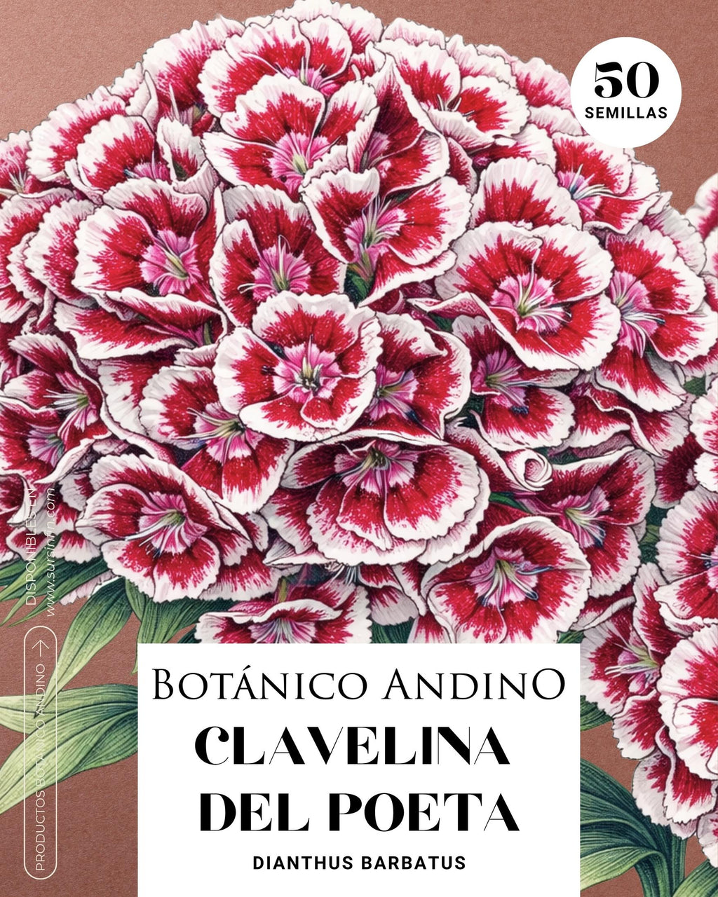Dianthus barbatus