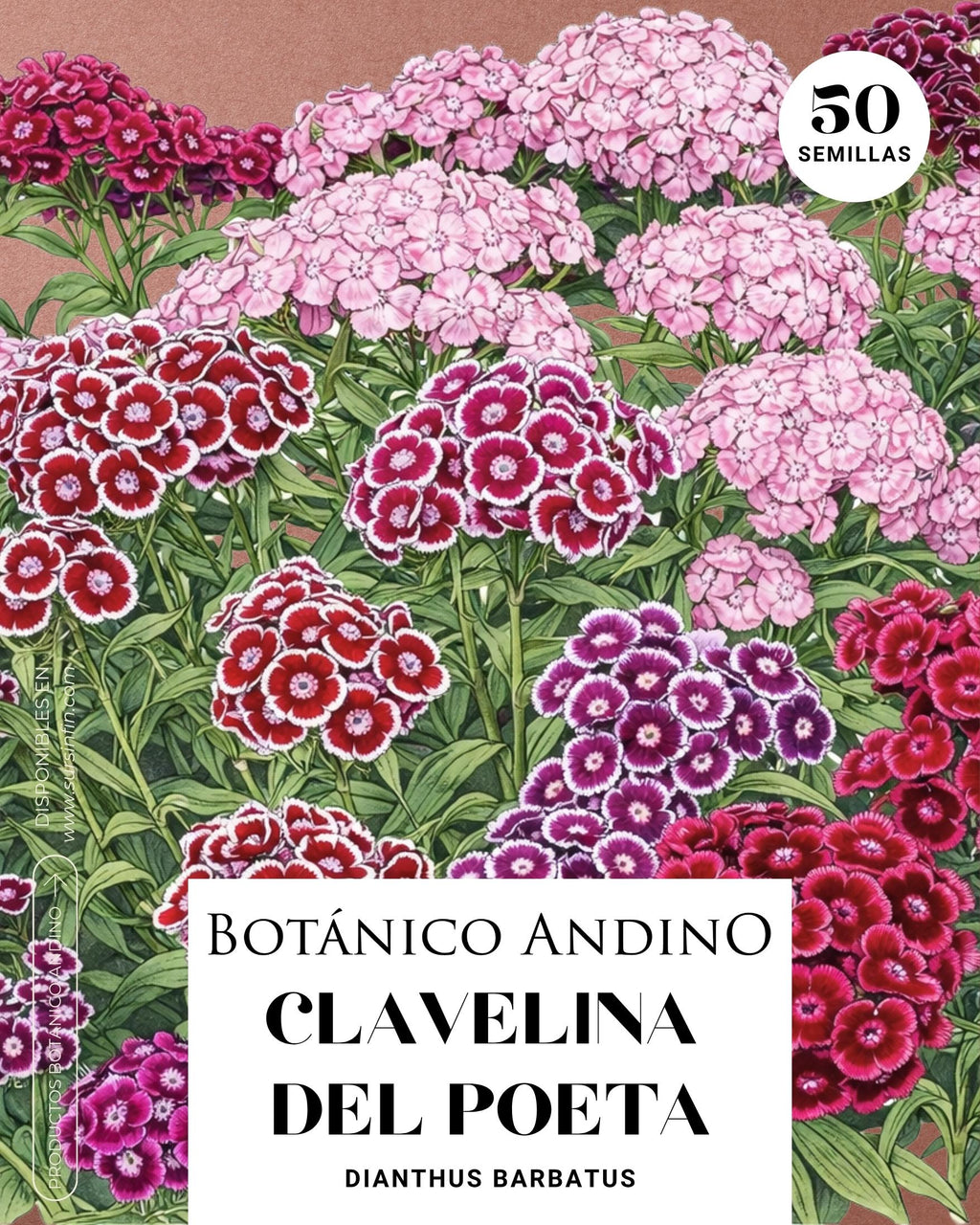 Dianthus barbatus