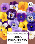 Viola Cornuta mix