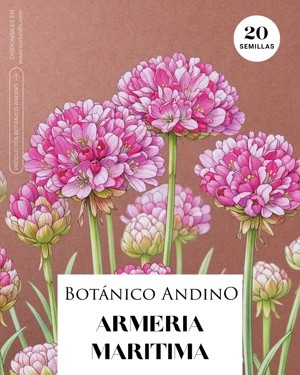 Armeria marítima