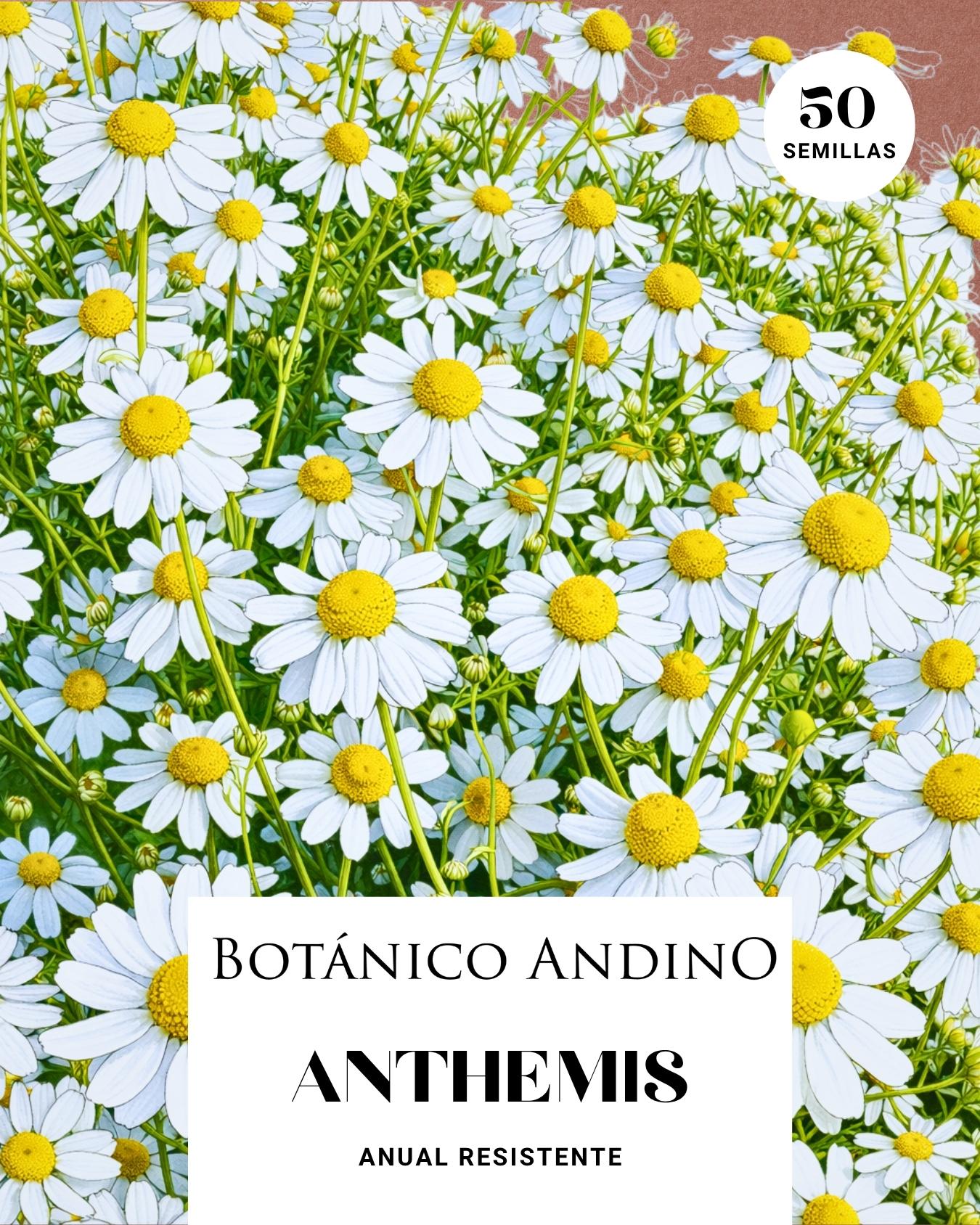 Anthemis